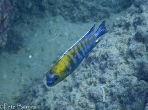 Tropheops sp. 'gracilior nankumba' Otter Island